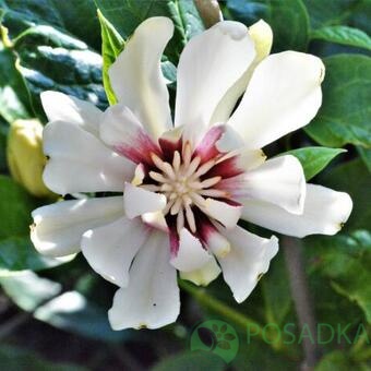 картинка Каликант Calycanthus 'Venus' (Sweetshrub) 