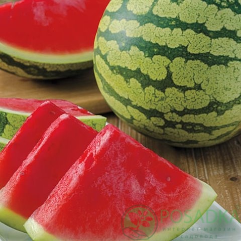 картинка Семена Арбуз Широнинский, 2гр, SeedEra 