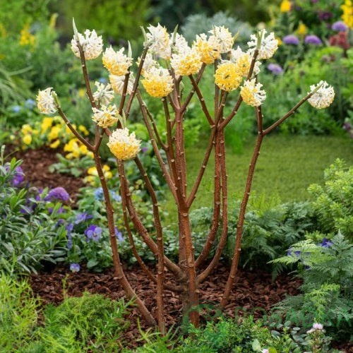 картинка Эджвортия Grandiflora 