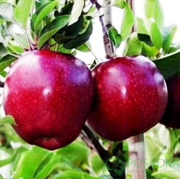 картинка Яблоня Роял Ред Делишес 