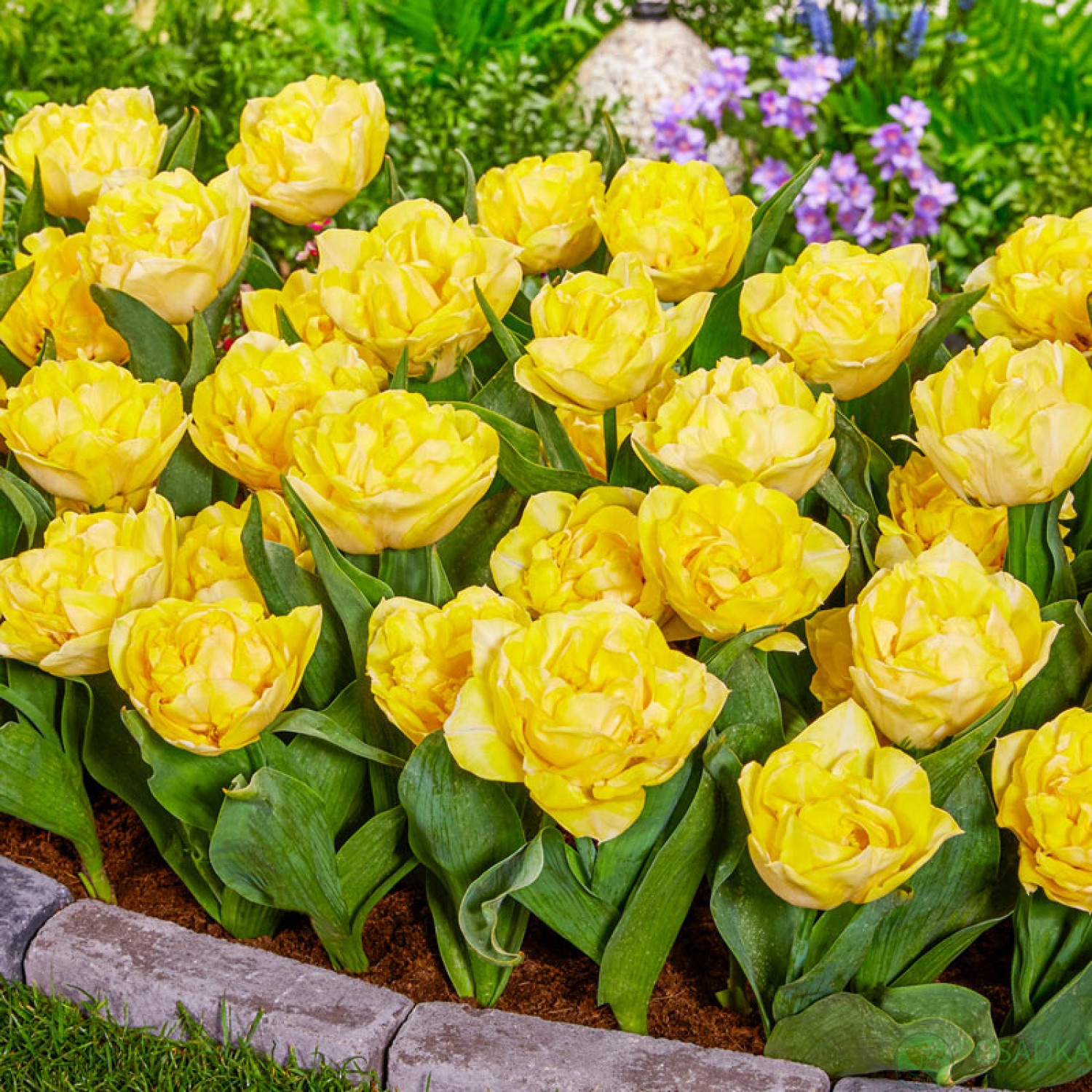 картинка Тюльпан Yellow Pompenette 