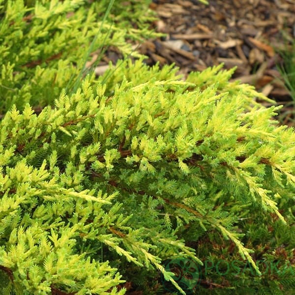 картинка Можжевельник средний Дабс Фростед 