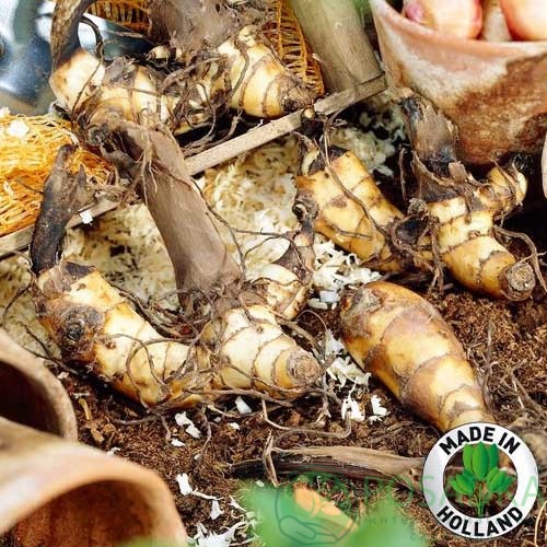 картинка Канна Striata 