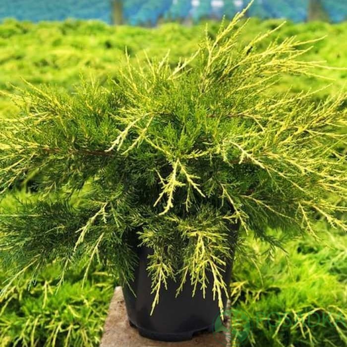 картинка Можжевельник китайский Куривао Голд 3л 