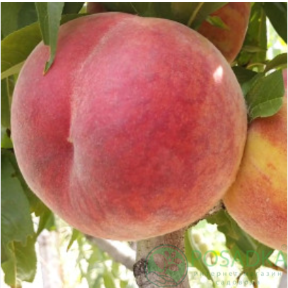 картинка Персик Сенсейшен (Sеnsаtiоn) 