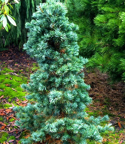 картинка Сосна мягкая Цесарини Блю 