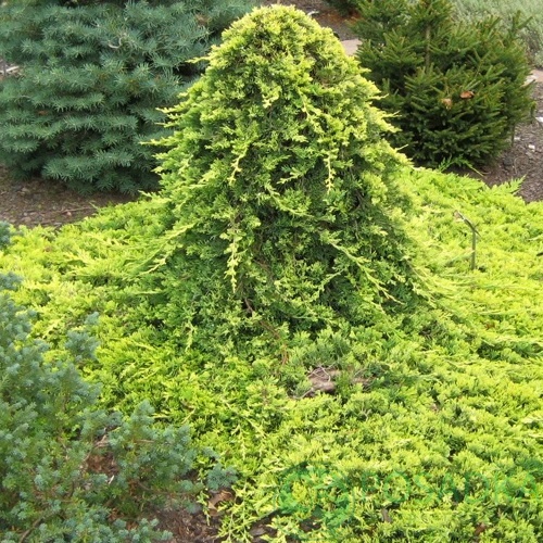 картинка Можжевельник прибрежный Golden Carpet на штамбе 
