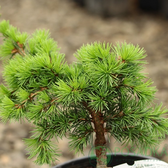 картинка Кедр ливанский Home Park 