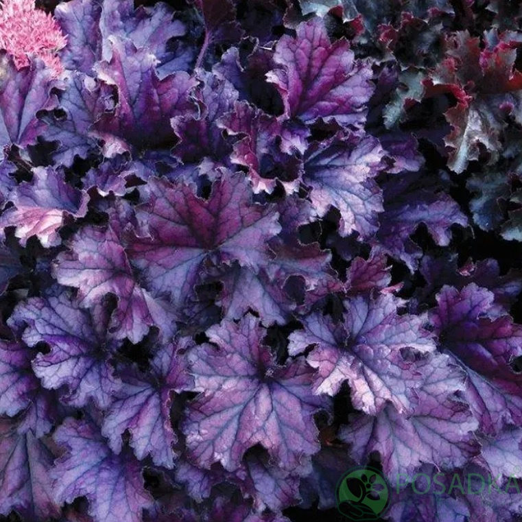 картинка Гейхера Rex Purple 