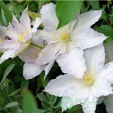 картинка Клематис Gladys Picard 