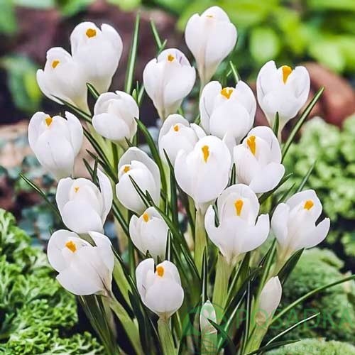 картинка Крокус Jeanne d'Arc  картинка Крокус Jeanne d'Arc