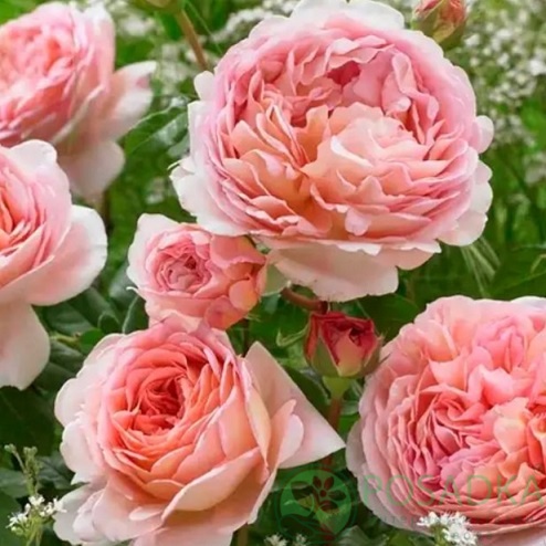 картинка Роза английская Абрахам Дерби С2 