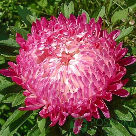 картинка Астра Пионовидна Седая Дама красная семена 0.25 г, SeedEra 