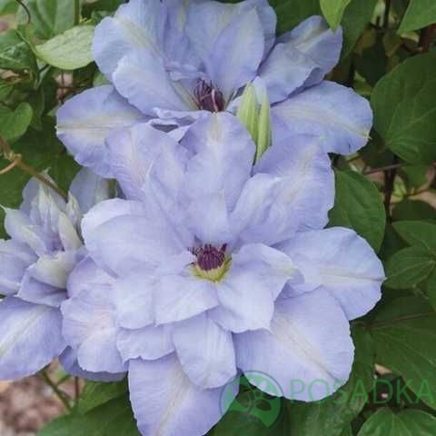 картинка Клематис Blue Cotillion 