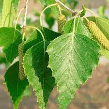 картинка Береза черная (Betula nigra) 