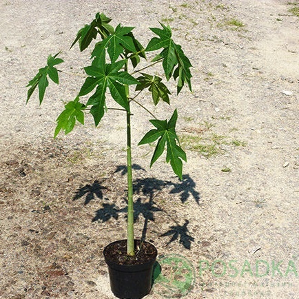 картинка Саженцы Папайя 