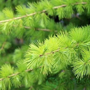 картинка Лиственница Тонколуската (Larix eurolepis) 