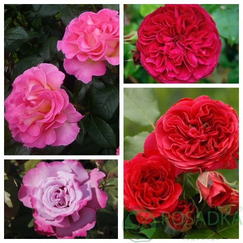 картинка Роза штамбовая (Ред Леонардо да Винчи, Парадиз) 