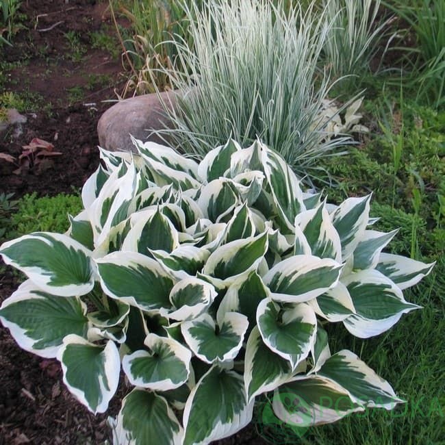 картинка Хоста hybrida Patriot  картинка Хоста hybrida Patriot