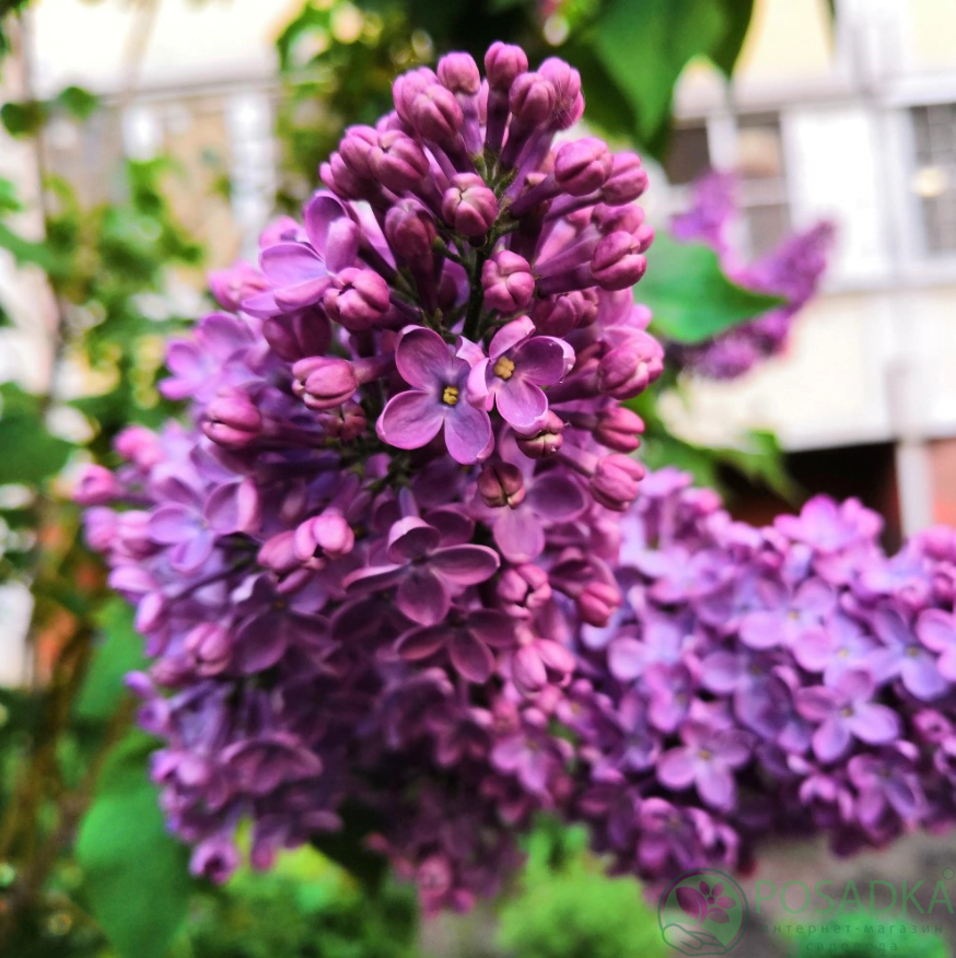 картинка Сирень Огни Москвы 