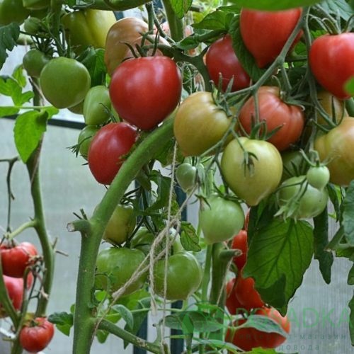 картинка Семена Томат Сердца трех 0.1гр, SeedEra 