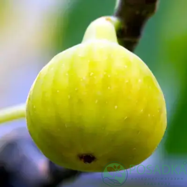 картинка Инжир Yellow Long neck 