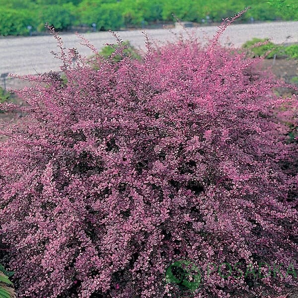 картинка Барбарис Тунберга Pink Queen 