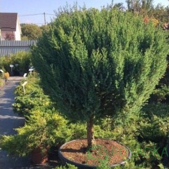 картинка Можжевельник китайский 'Stricta' (шар на штамбе) 