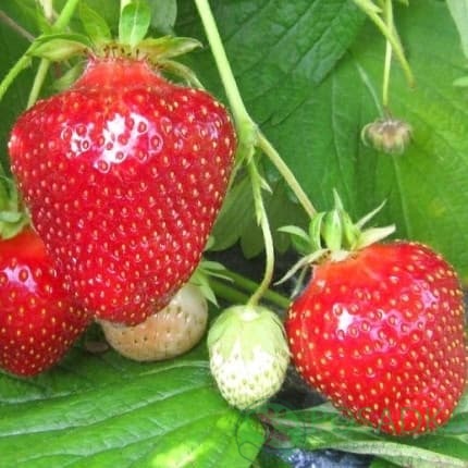 картинка Клубника Зефир (кассета) 