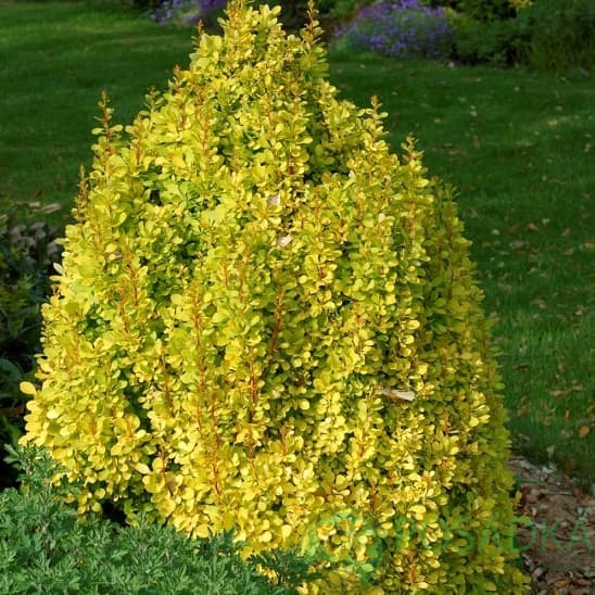 картинка Барбарис тунберга Golden Torch С2 
