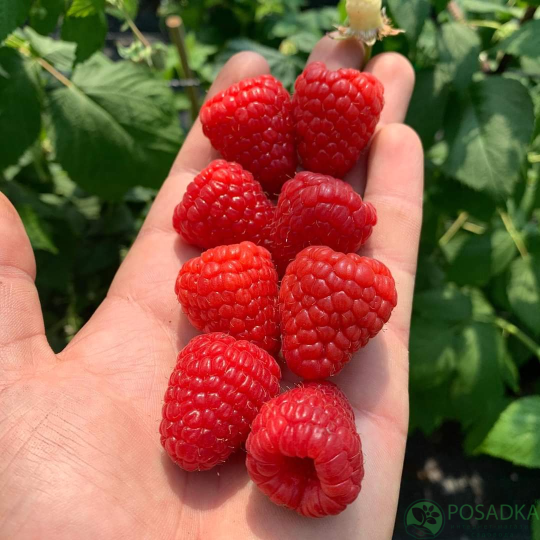 картинка Малина Серена (Аврора) 