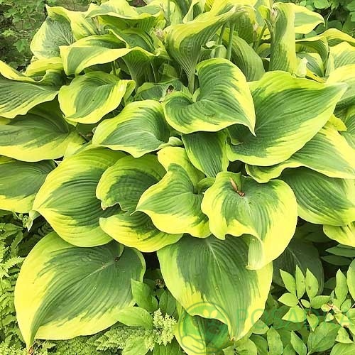 картинка Хоста Atlantis (Атлантис) 