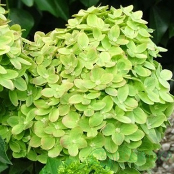 картинка Гортензия метельчатая Мохито (Mojito) 