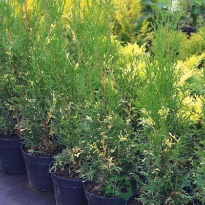 картинка Туя западная Starstruck 