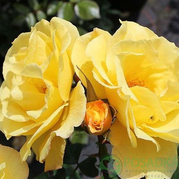 картинка Роза плетистая Дукат 