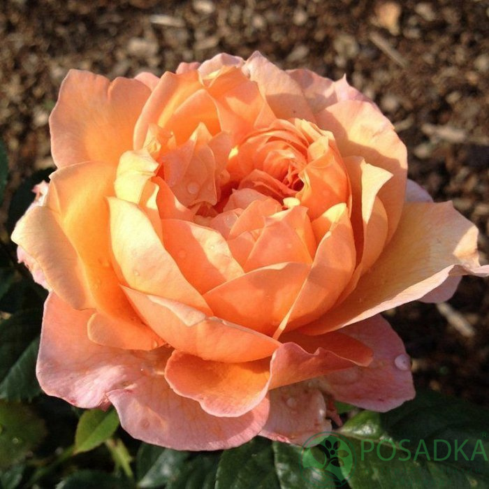 картинка Роза чайно-гибридная Капри 