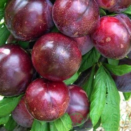 картинка Слива Прайм Тайм  картинка Слива Прайм Тайм