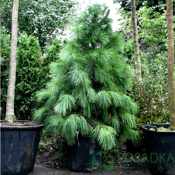 картинка Сосна Гималайская С2 