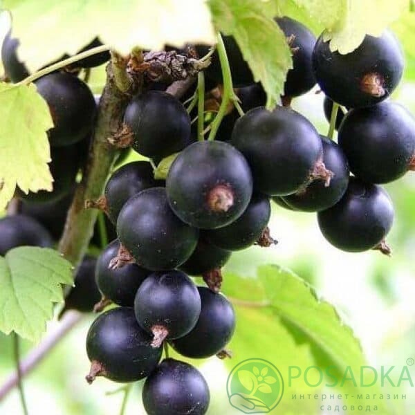 картинка Смородина чёрная Тайдо 