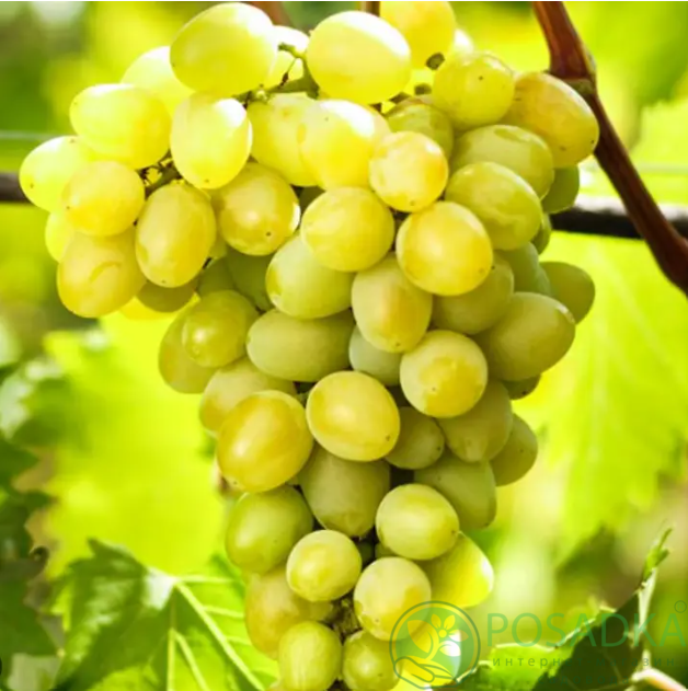 картинка Виноград Мускат медовый 