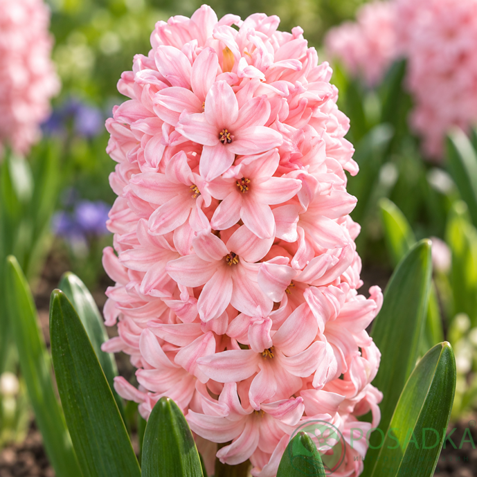 картинка Гиацинт China Pink 