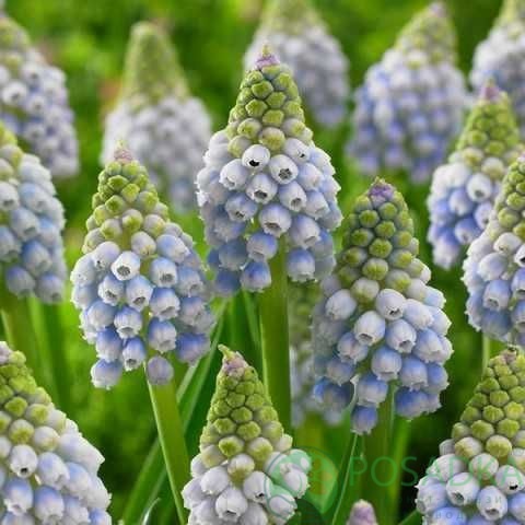 картинка Мускари Aqua Magic (5 шт) 