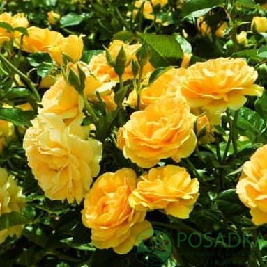 картинка Роза флорибунда Джулия Чайлд 