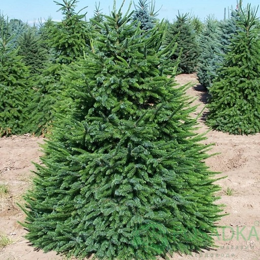 картинка Ель колючая зелёная Глаука 