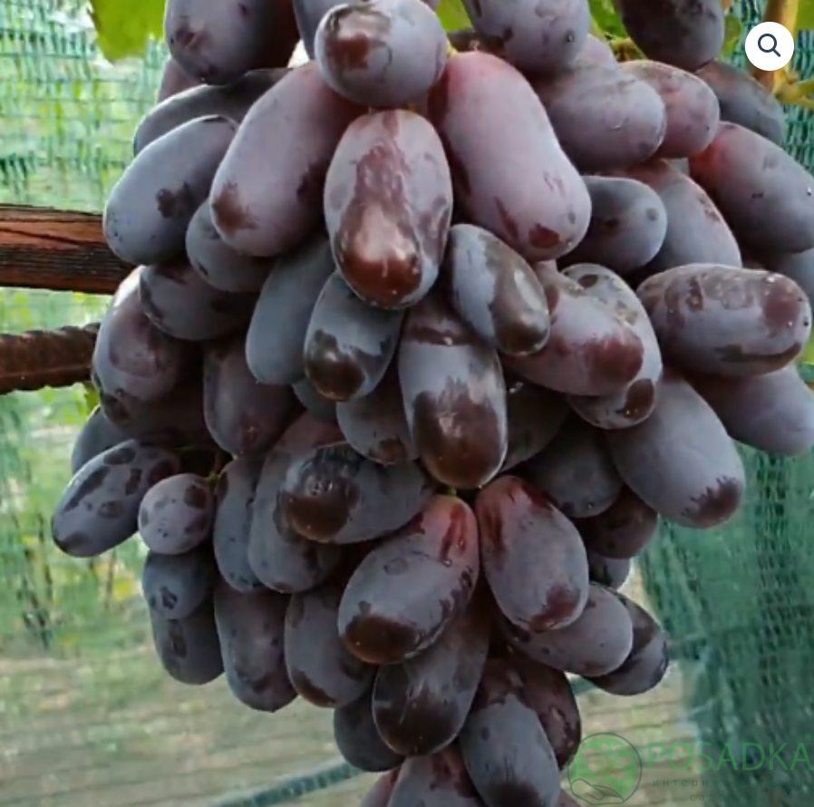 картинка Виноград Красава 