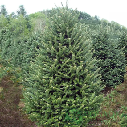картинка Пихта Фразера (Abies fraseri) 