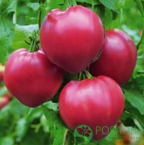 картинка Семена Томат Фатима 3 гр SeedEra 