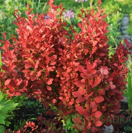картинка Барбарис Тунберга Red Compact (Ред Компакт) 