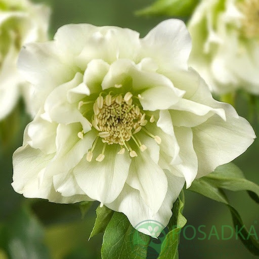 картинка Морозник Double White 