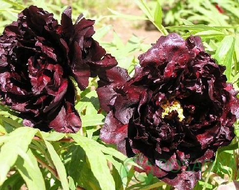 картинка Пион древовидный Black Panther Hei Bao 